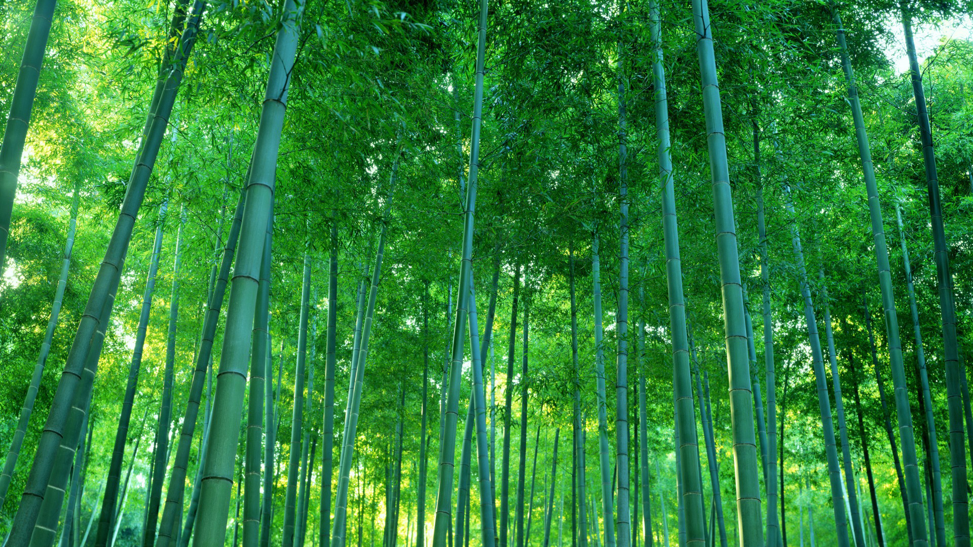 免费下载，竹林灌丛，茂密绿意，自然风景桌面壁纸，畅享绿色之美！