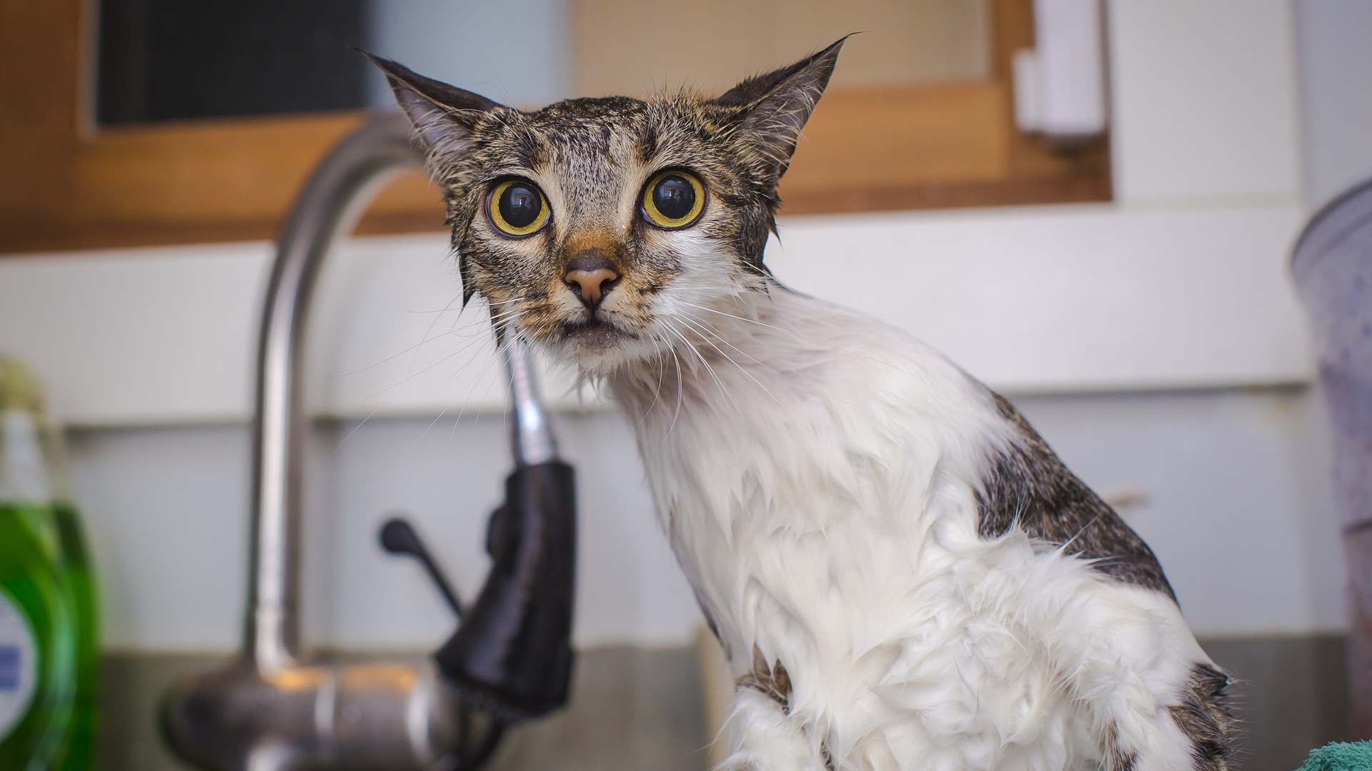 猫猫淋浴瞬间，可爱动物壁纸大赏，免费电脑壁纸下载