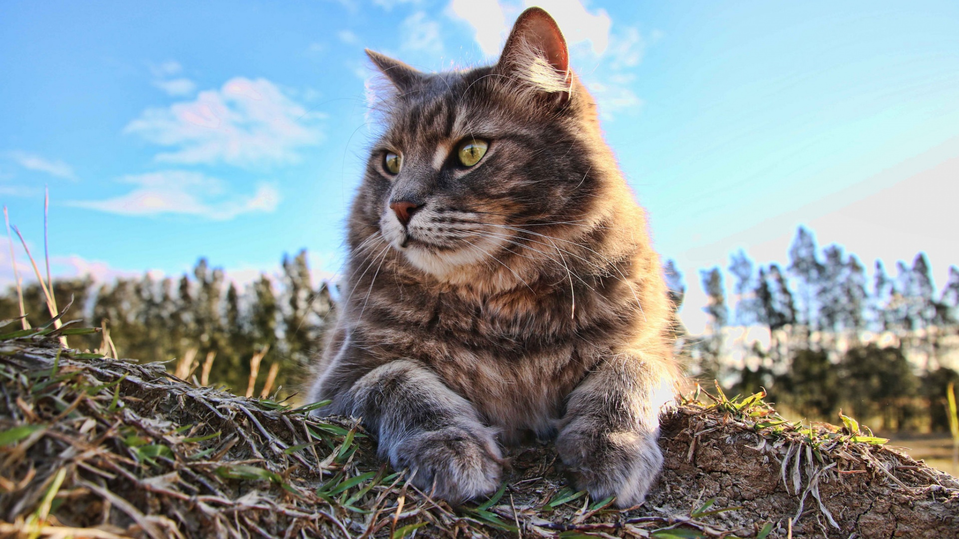 大猫凝望，夏日胡须眼神，免费动物桌面壁纸下载