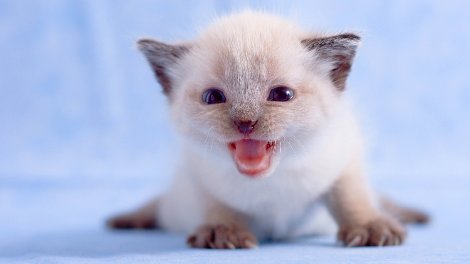 可爱小猫壁纸大放送，免费电脑壁纸一键下载！