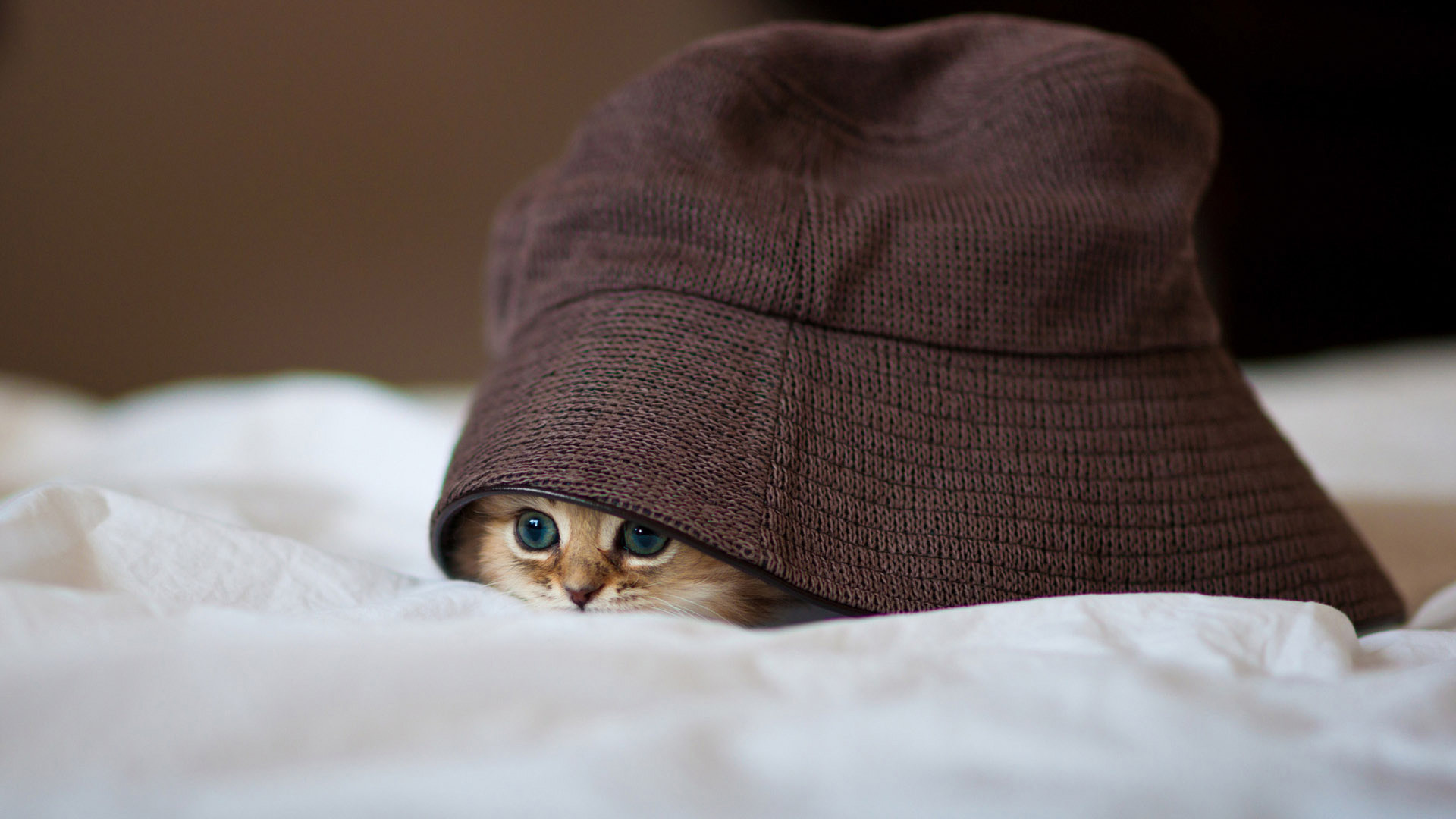 可爱小猫喵喵帽子造型，萌眼吸睛！免费下载桌面壁纸