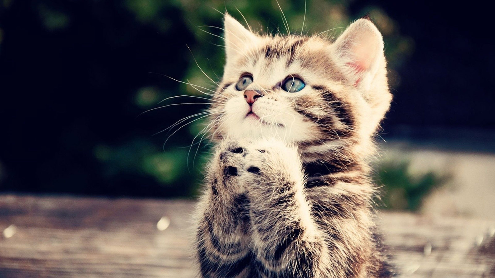 小猫猫许愿主题桌面壁纸，精选动物图案，免费电脑壁纸一键下载