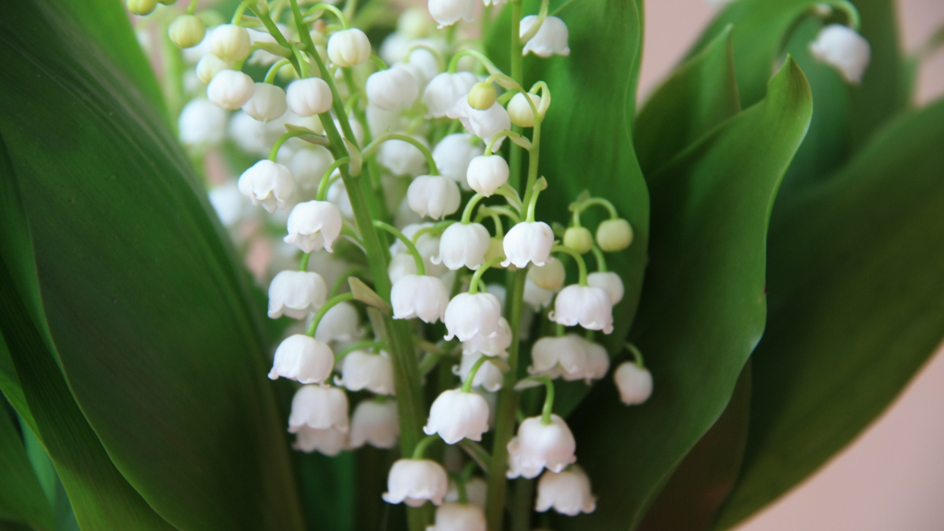铃兰花，花，铃兰，护眼桌面壁纸
