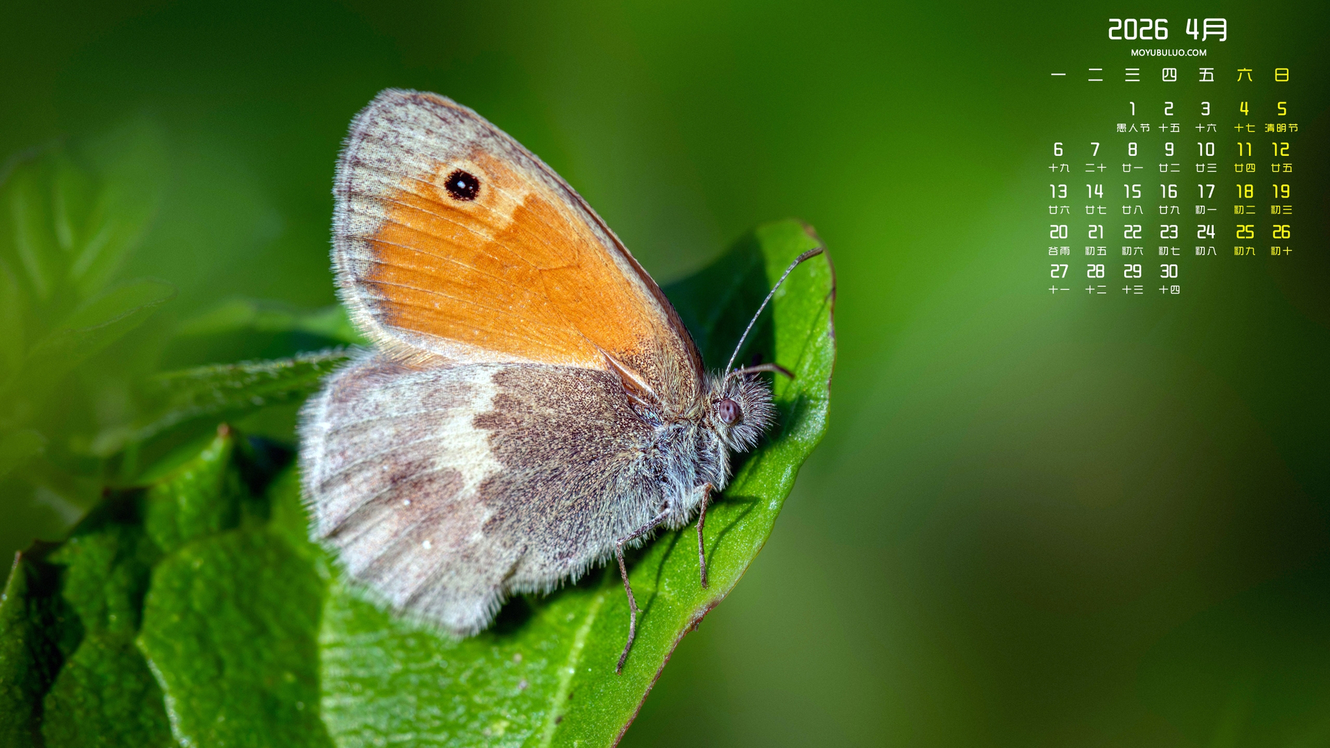 蝴蝶2026年4月护眼高清全屏电脑桌面日历壁纸免费下载
