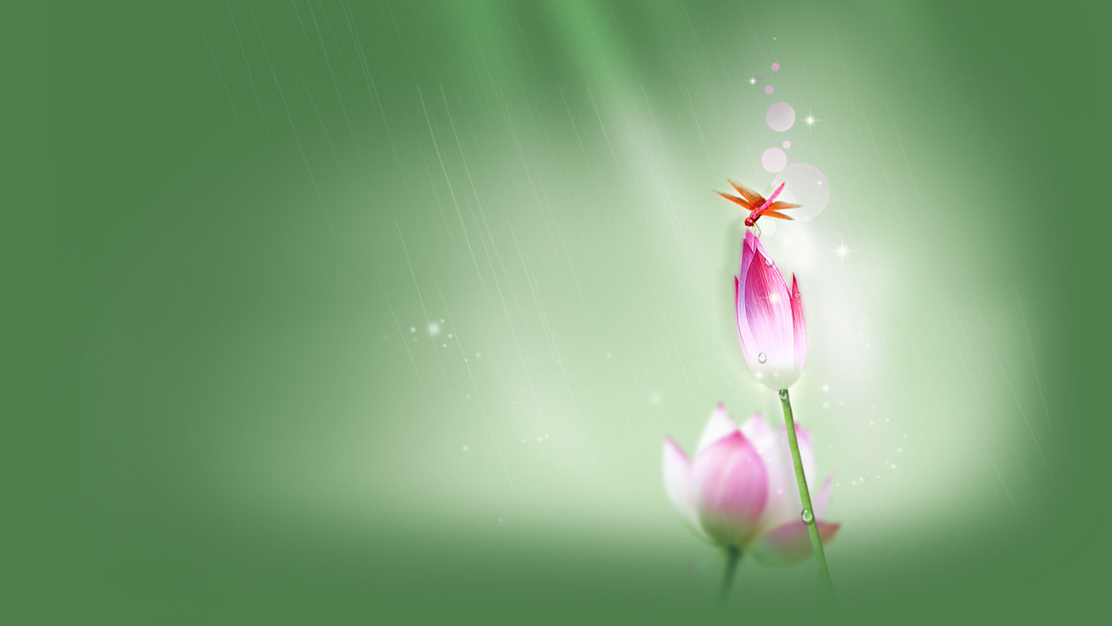 荷花蜻蜓绝美壁纸，免费下载，打造清新电脑桌面