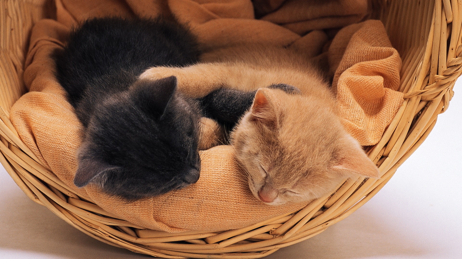 两只萌猫篮中酣睡，精选可爱动物电脑壁纸免费下载