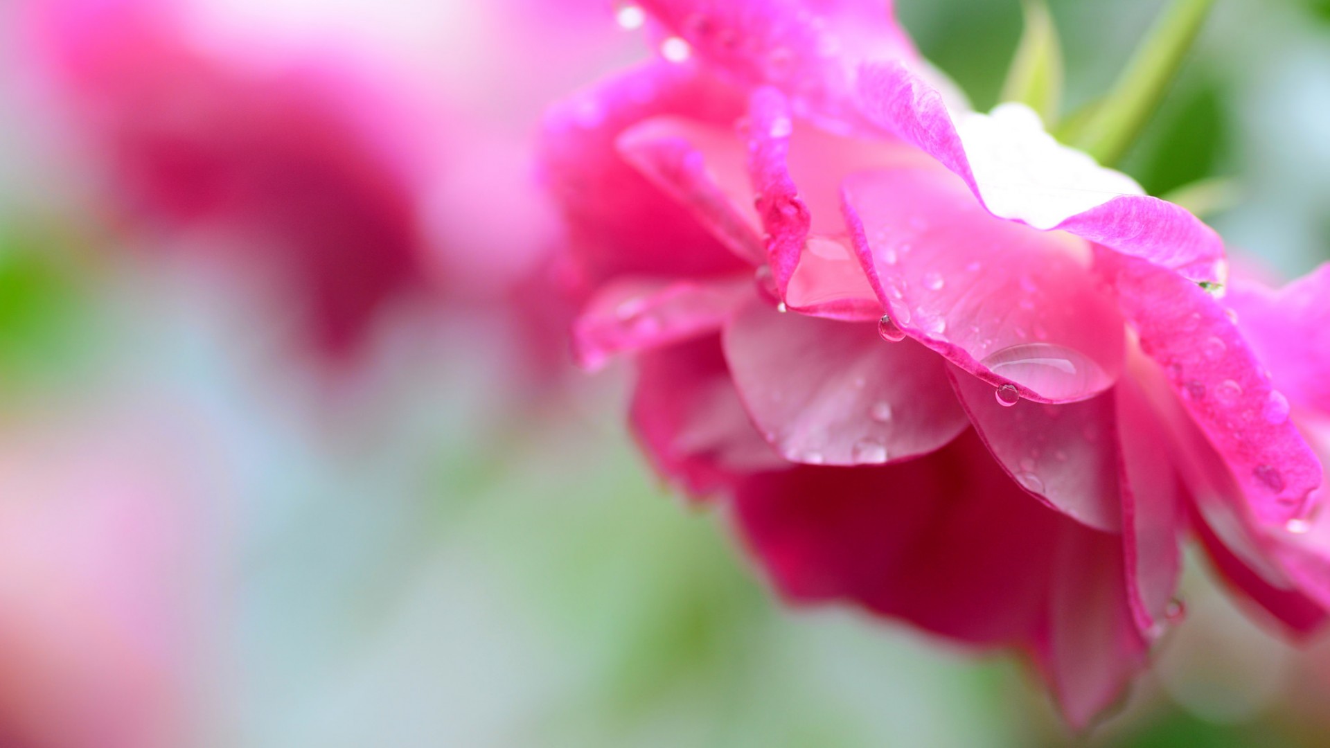 粉色玫瑰花瓣滴露壁纸，清新水珠桌面背景，免费下载