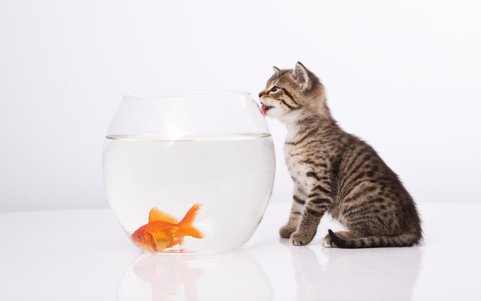 猫咪与鱼绝美合璧，免费动物桌面壁纸，一键下载美化电脑