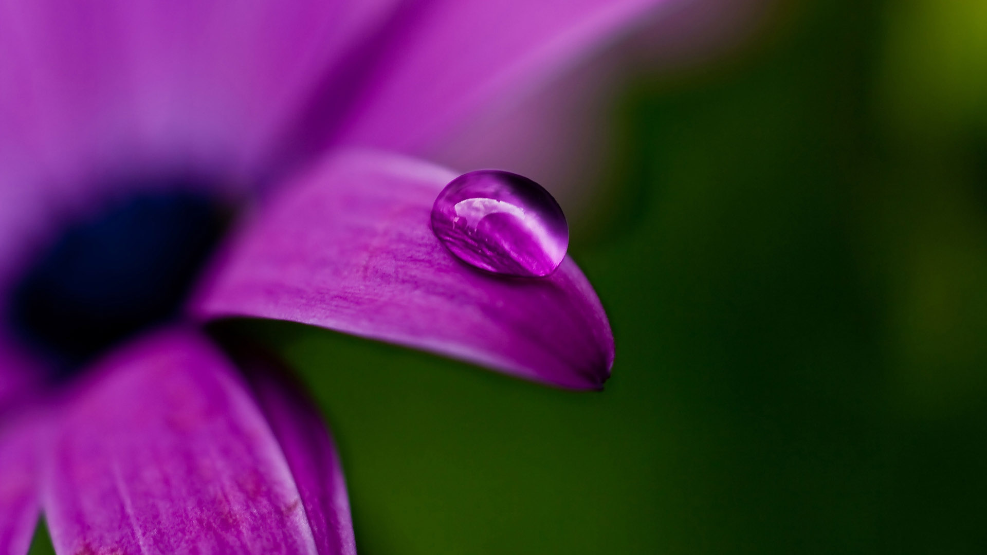 紫色花海桌面壁纸，精选花卉电脑壁纸，免费下载
