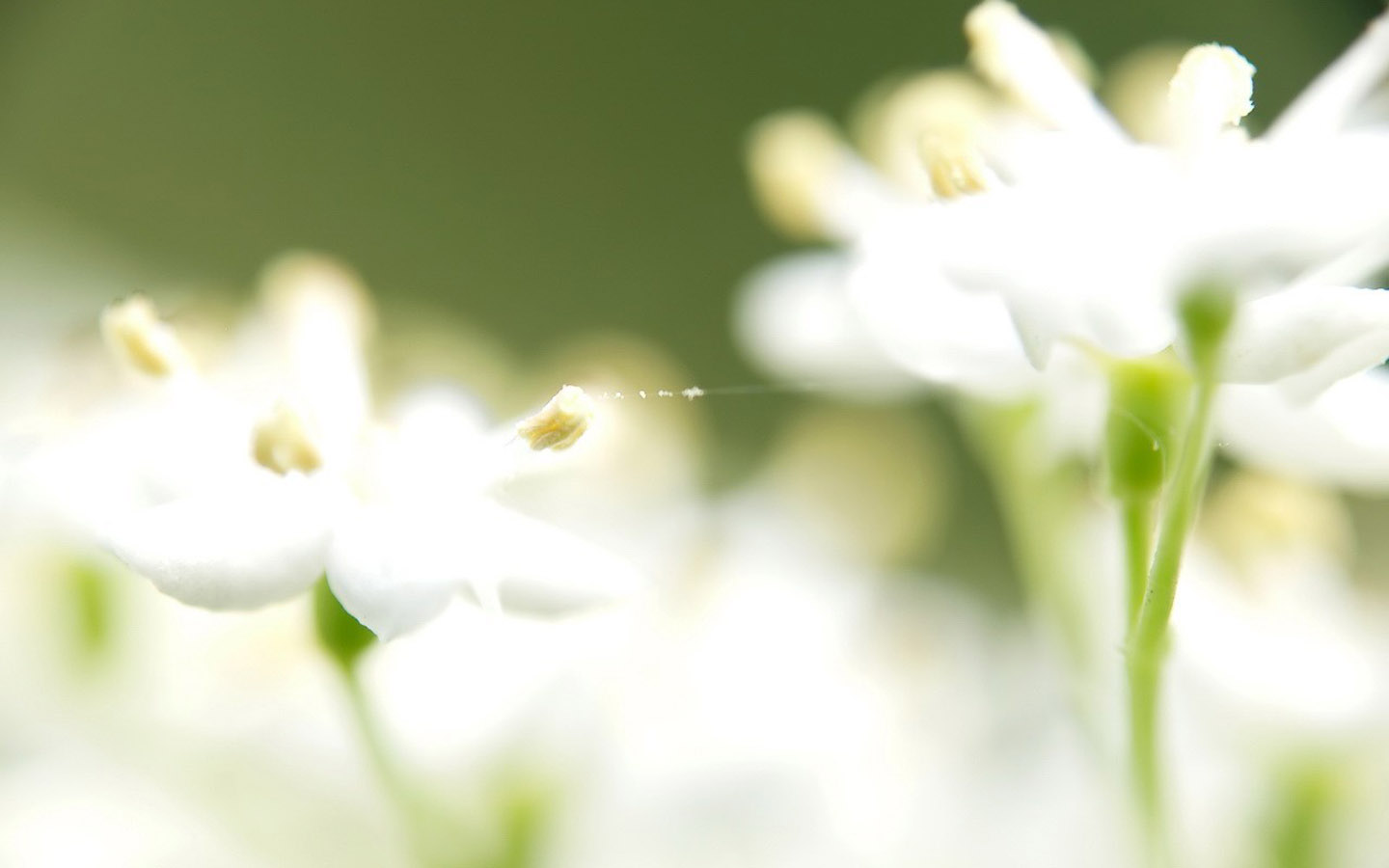 美白花卉桌面壁纸
