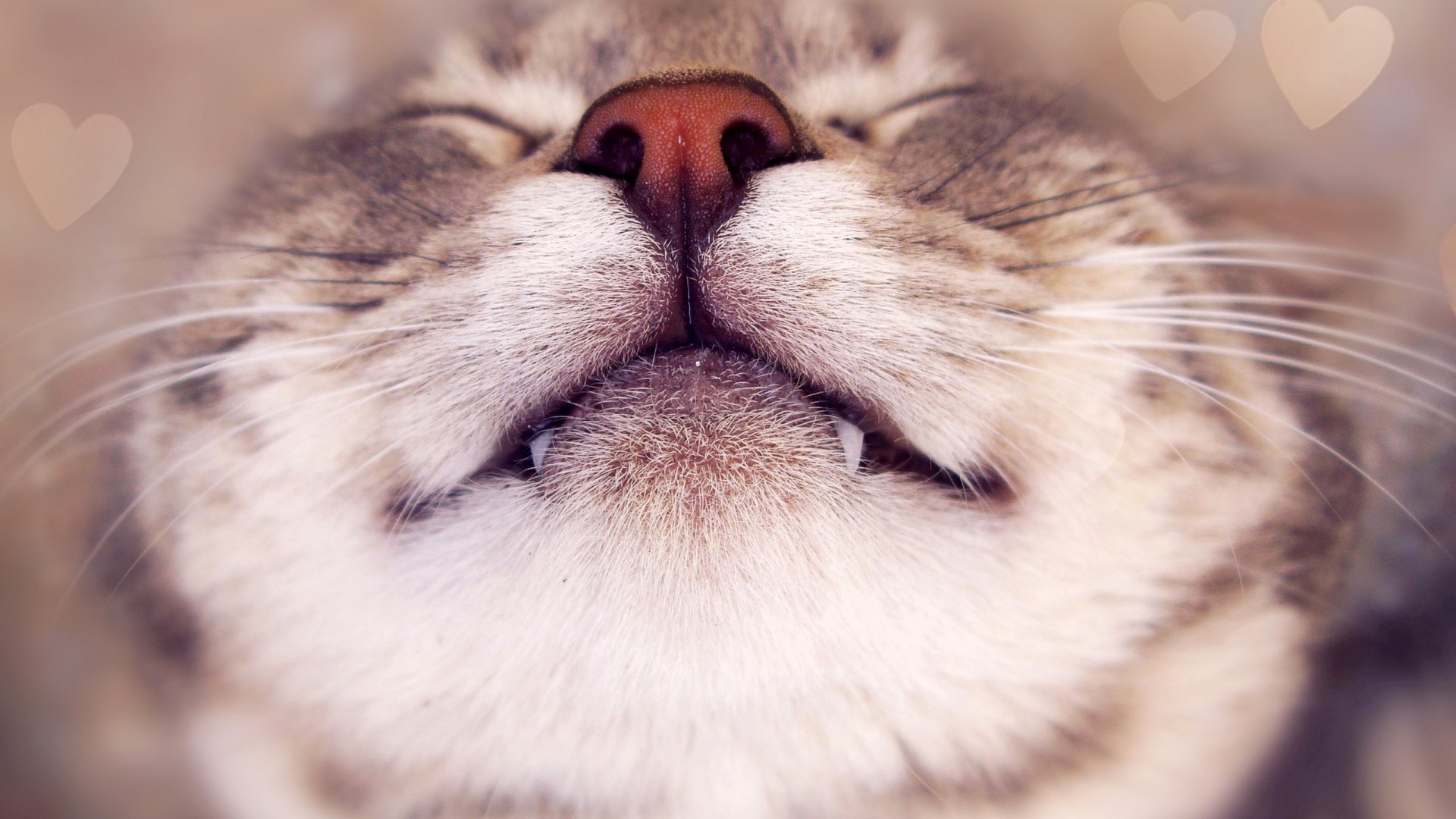 萌猫搞笑瞬间，睡姿百态，胡须微翘，露齿甜笑，免费下载精美电脑壁纸
