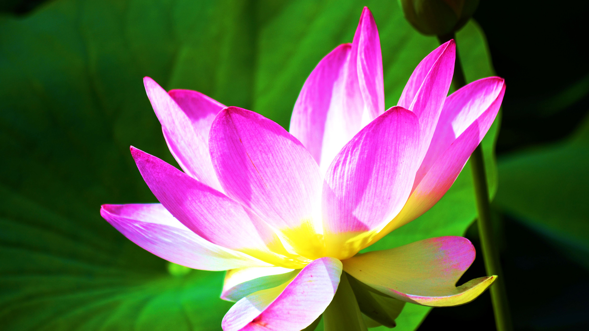 盛开的莲花花瓣,叶子,桌面壁纸