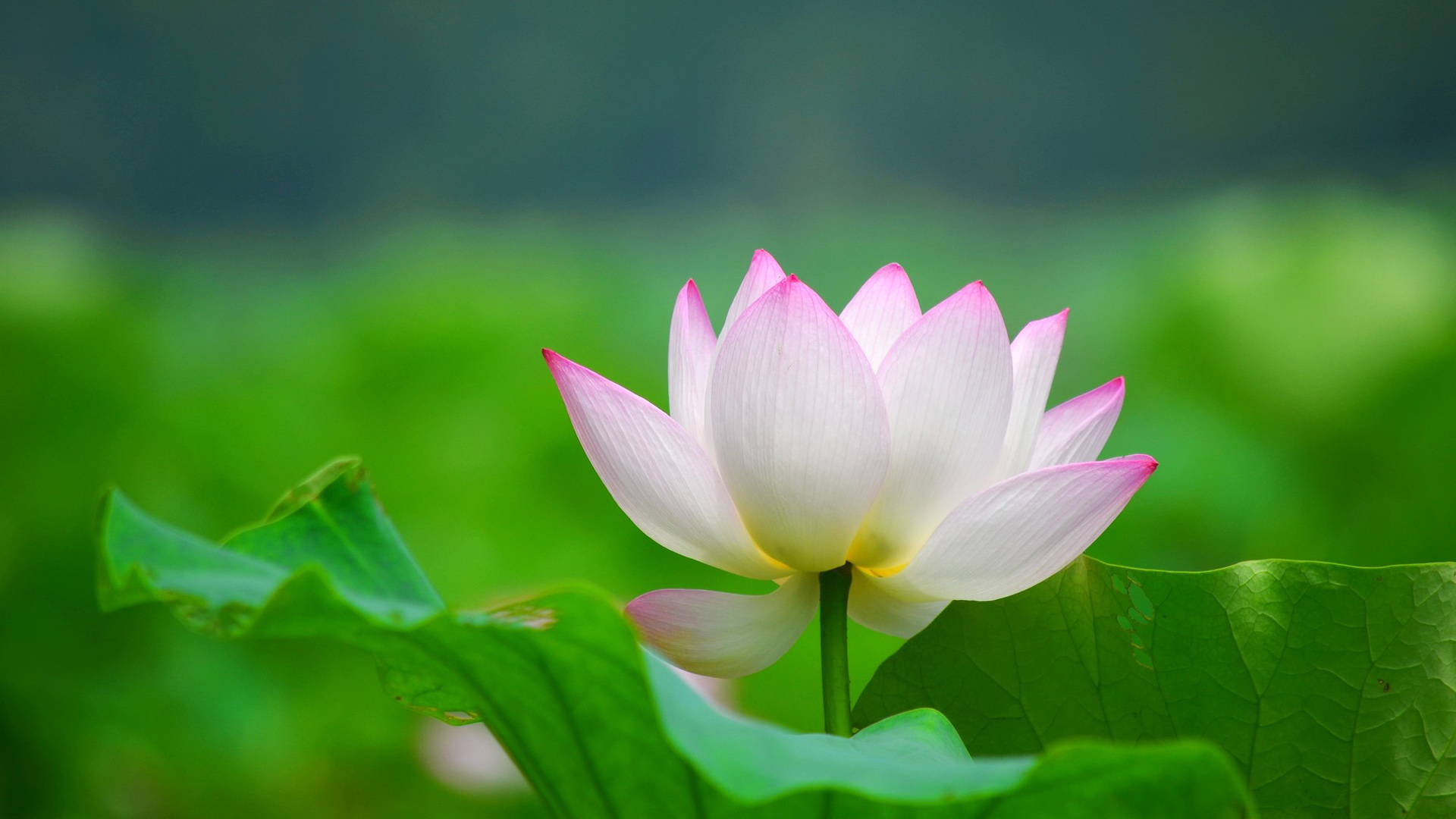 荷花美景壁纸，免费花卉桌面背景，一键下载！
