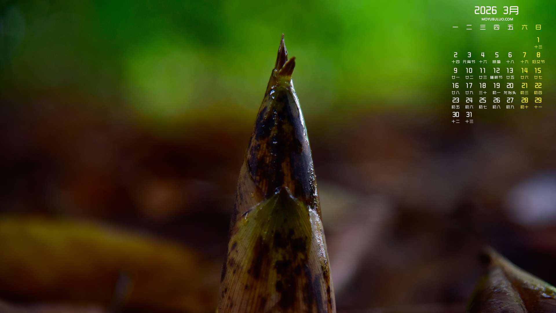 春笋2026年3月护眼电脑桌面日历壁纸免费下载