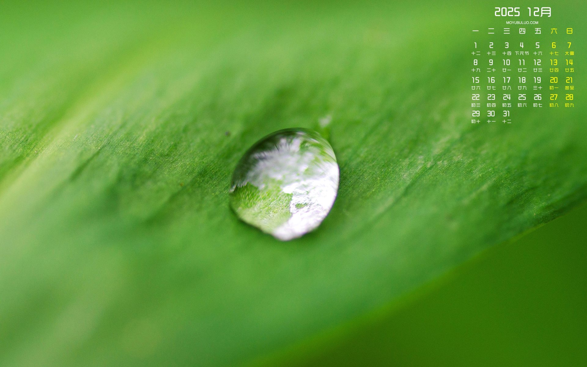 2025年12月护眼电脑壁纸，绿叶露珠主题日历免费下载