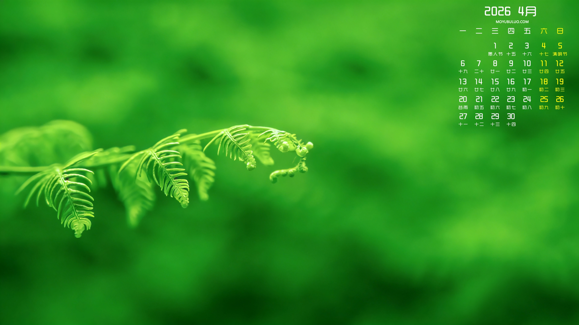蕨类植物2026年4月高清全屏护眼日历电脑壁纸免费下载