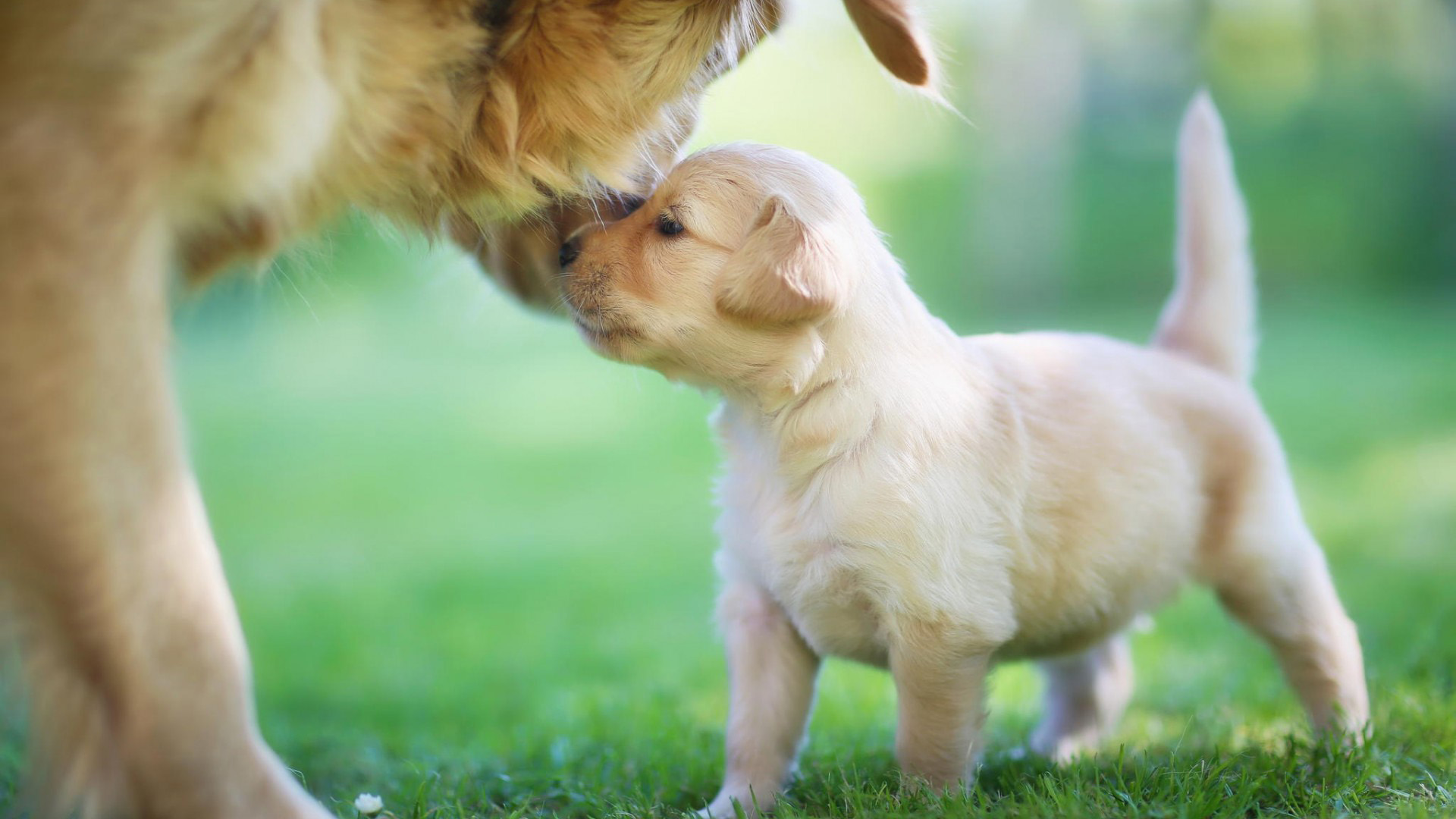 金毛猎犬与小狗妈妈温馨瞬间，精选桌面壁纸，免费下载动物电脑壁纸