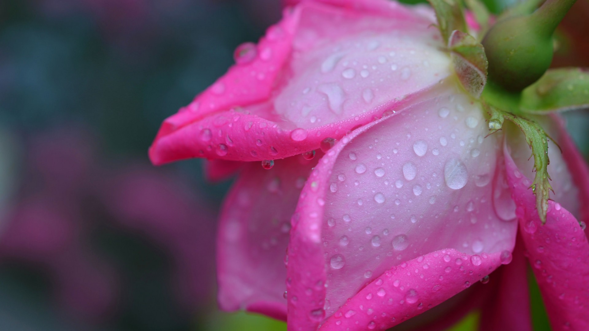 花，玫瑰，花瓣，水滴，露珠，鲜花桌面壁纸