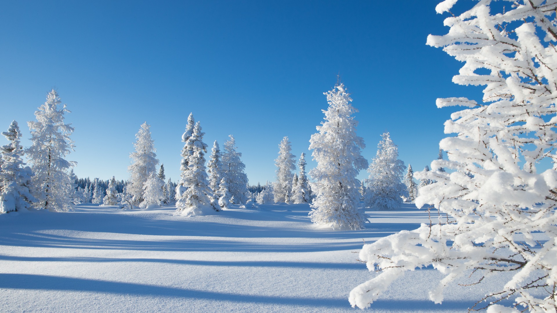 冬日雪景，唯美树影映蓝天，高清壁纸免费下载装点你的电脑桌面