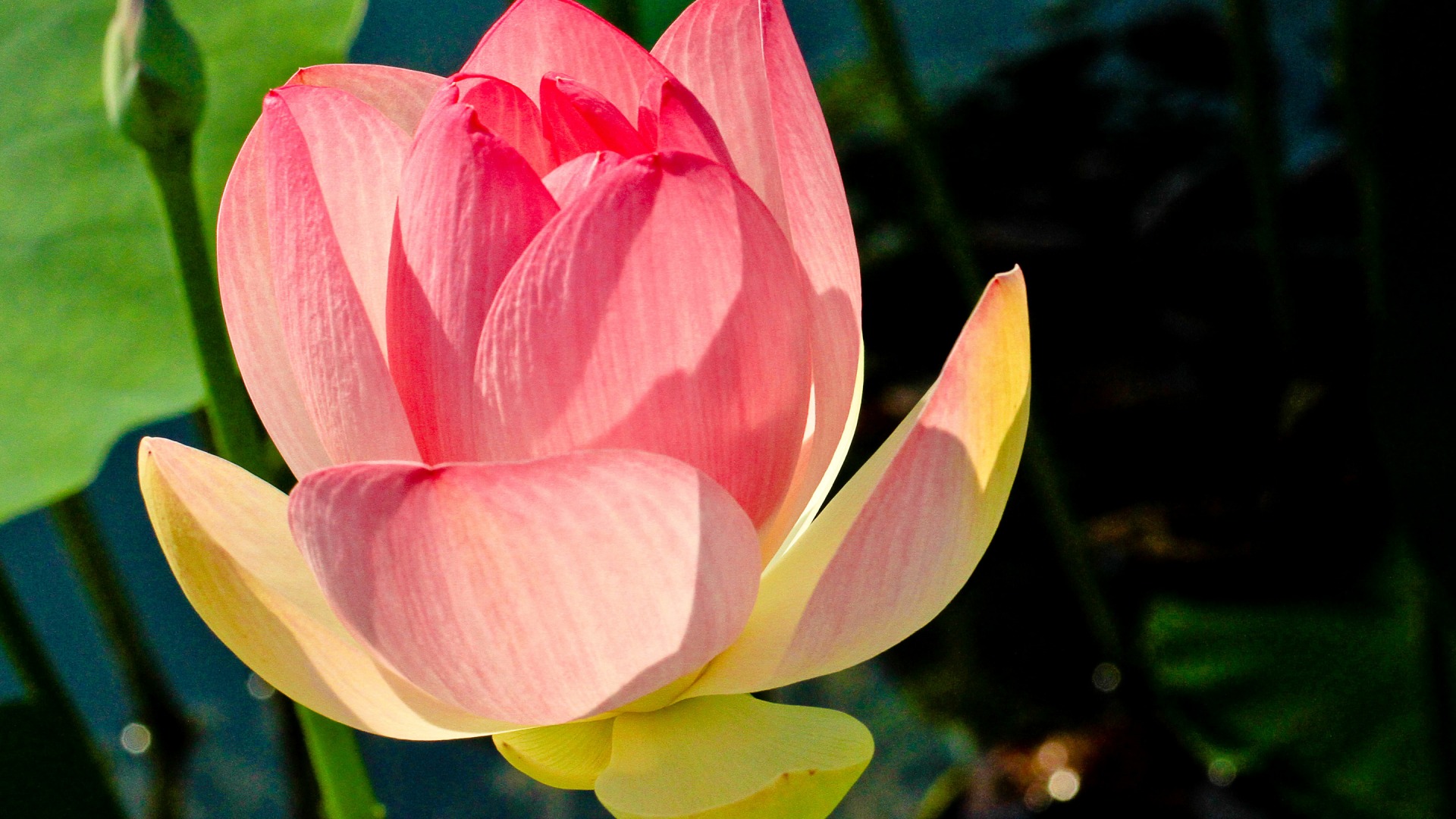 免费下载莲花花瓣叶子桌面壁纸，高清花卉电脑壁纸精选