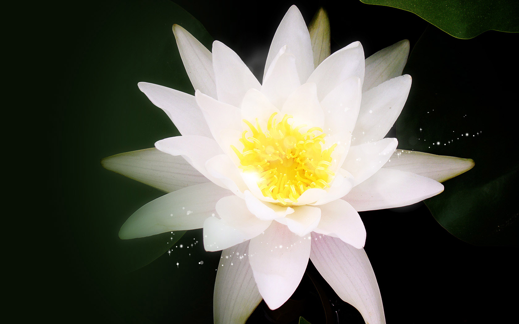 荷花亭亭出水，绝美壁纸图片，花卉主题，免费电脑壁纸下载