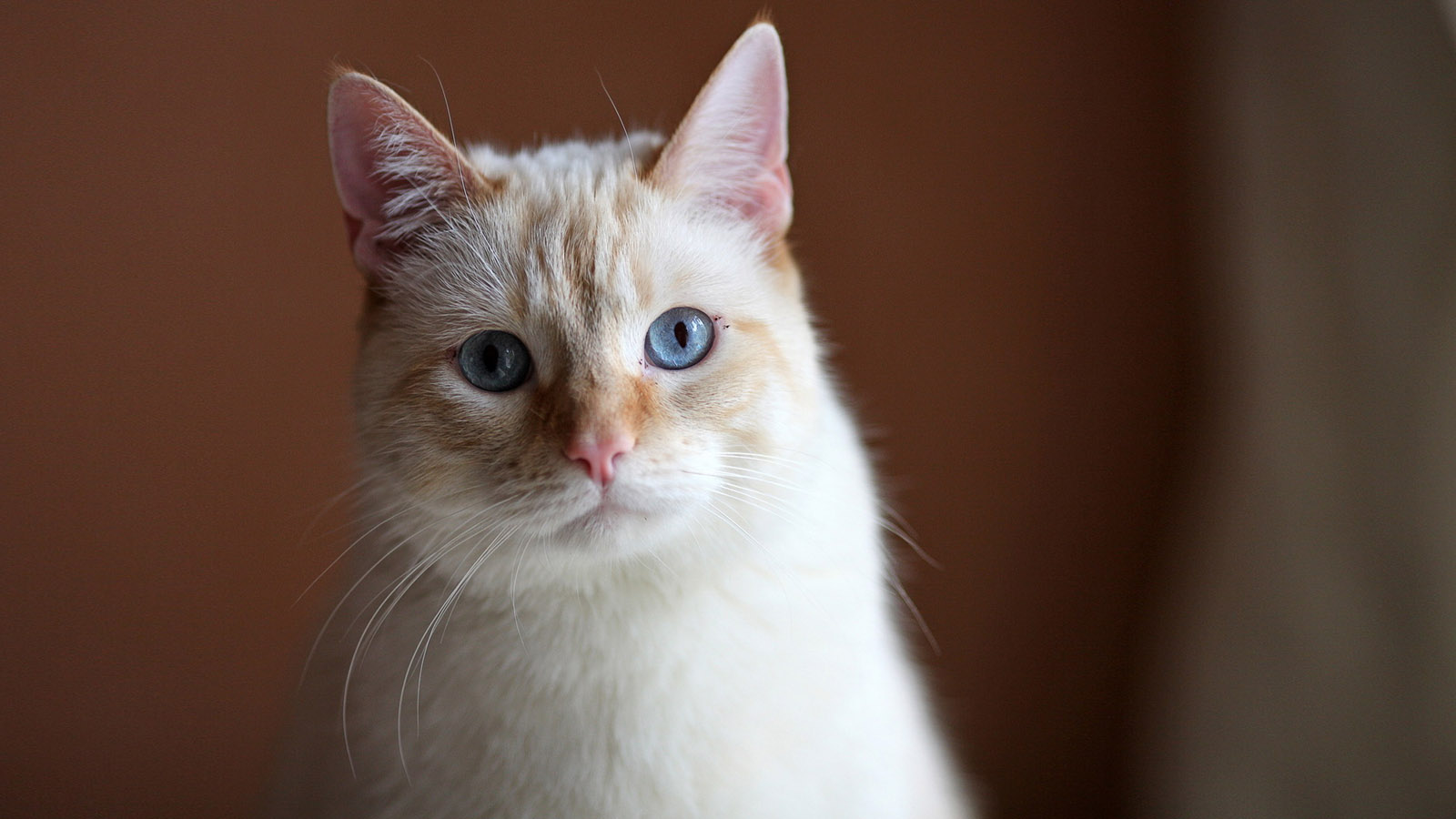 萌趣小黄猫壁纸大放送，免费高清动物电脑壁纸下载