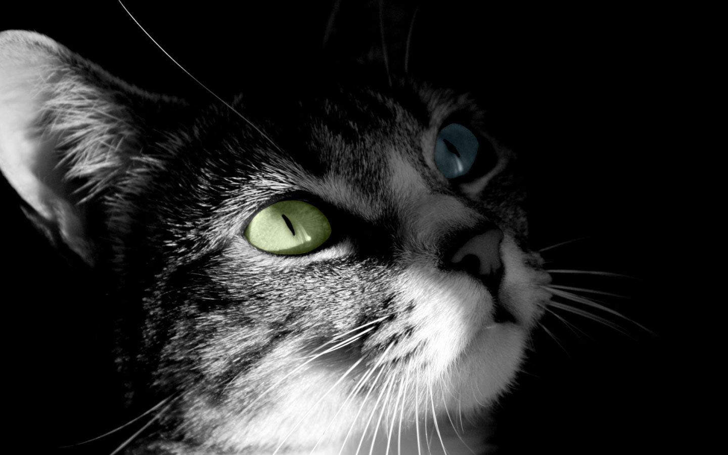 猫猫电脑桌面，精选动物主题壁纸，免费下载