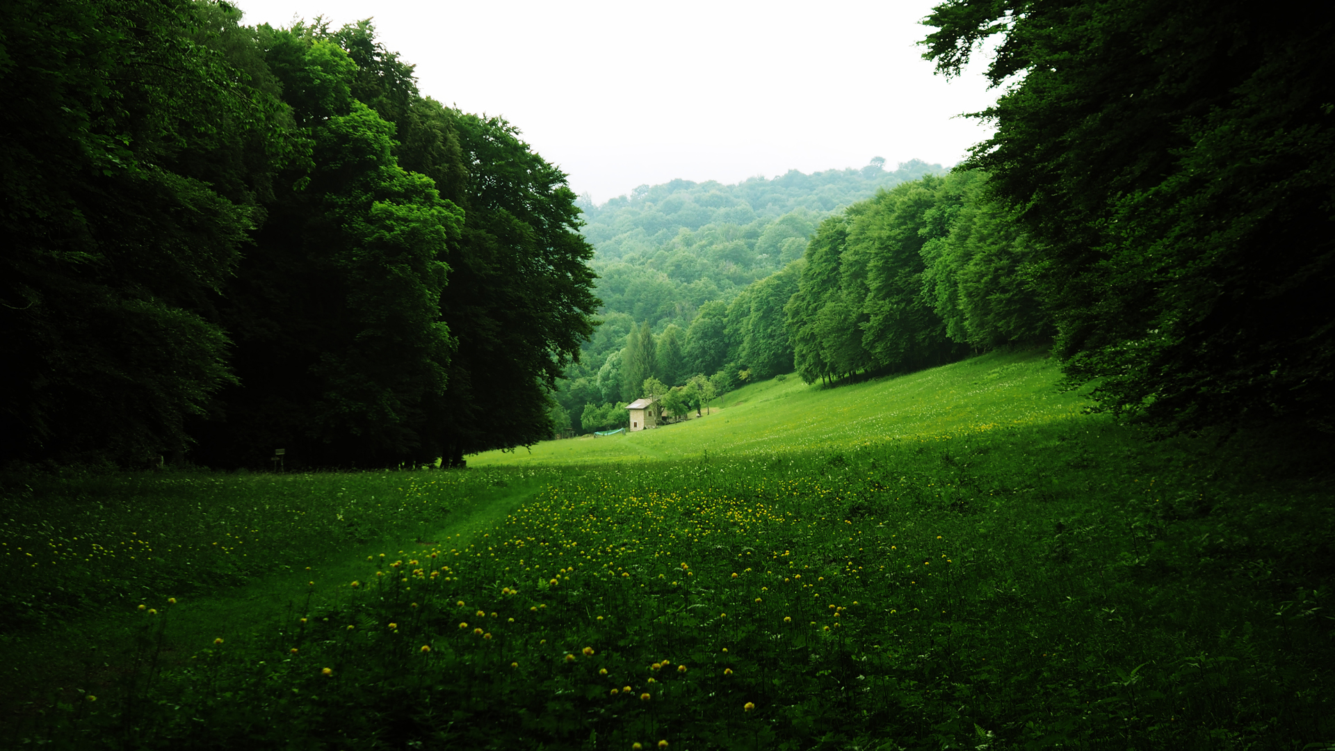 绿色树林鲜花小屋美景，护眼绿色风景壁纸，免费电脑壁纸下载
