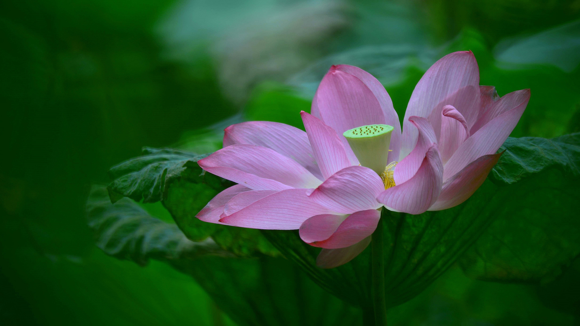 莲花叶花瓣高清桌面壁纸，免费花卉电脑壁纸下载