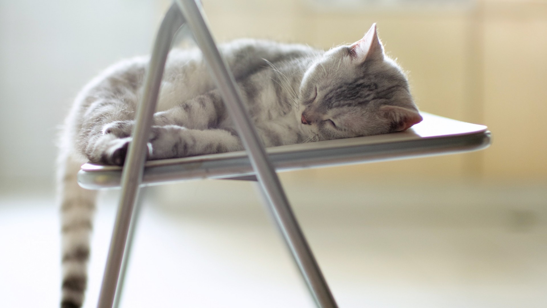 猫咪周末惬意时光，椅子上的甜美梦乡，精选免费桌面壁纸下载