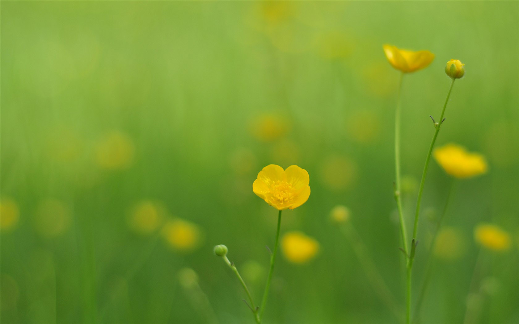 绝美花卉壁纸，免费电脑桌面背景高清下载