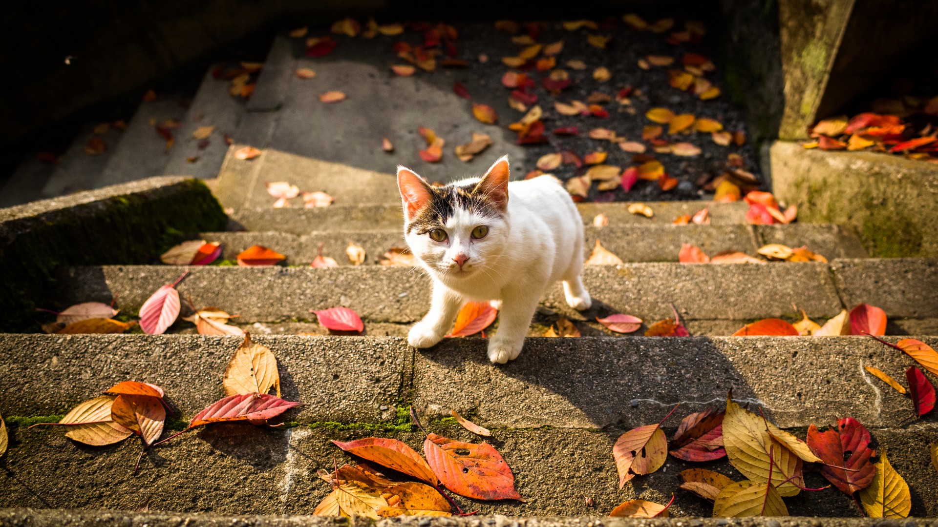 秋日楼梯上的流浪猫与落叶，珍惜友情，免费下载动物桌面壁纸