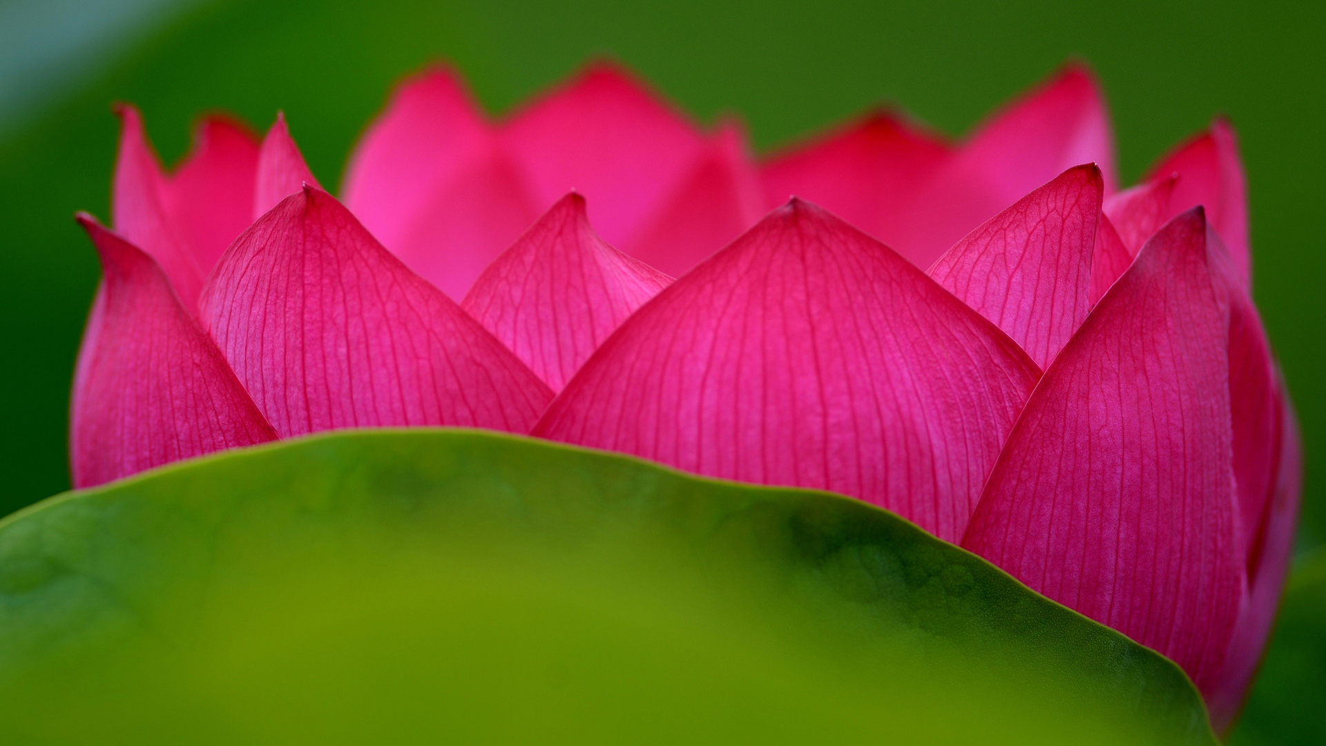 莲花花瓣电脑桌面壁纸，精选花卉高清图片，免费下载！
