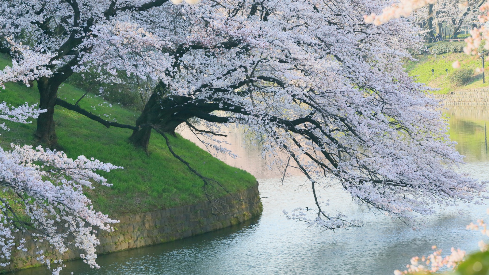 春天自然公园，樱桃树开花，河流映景，绝美桌面壁纸免费下载