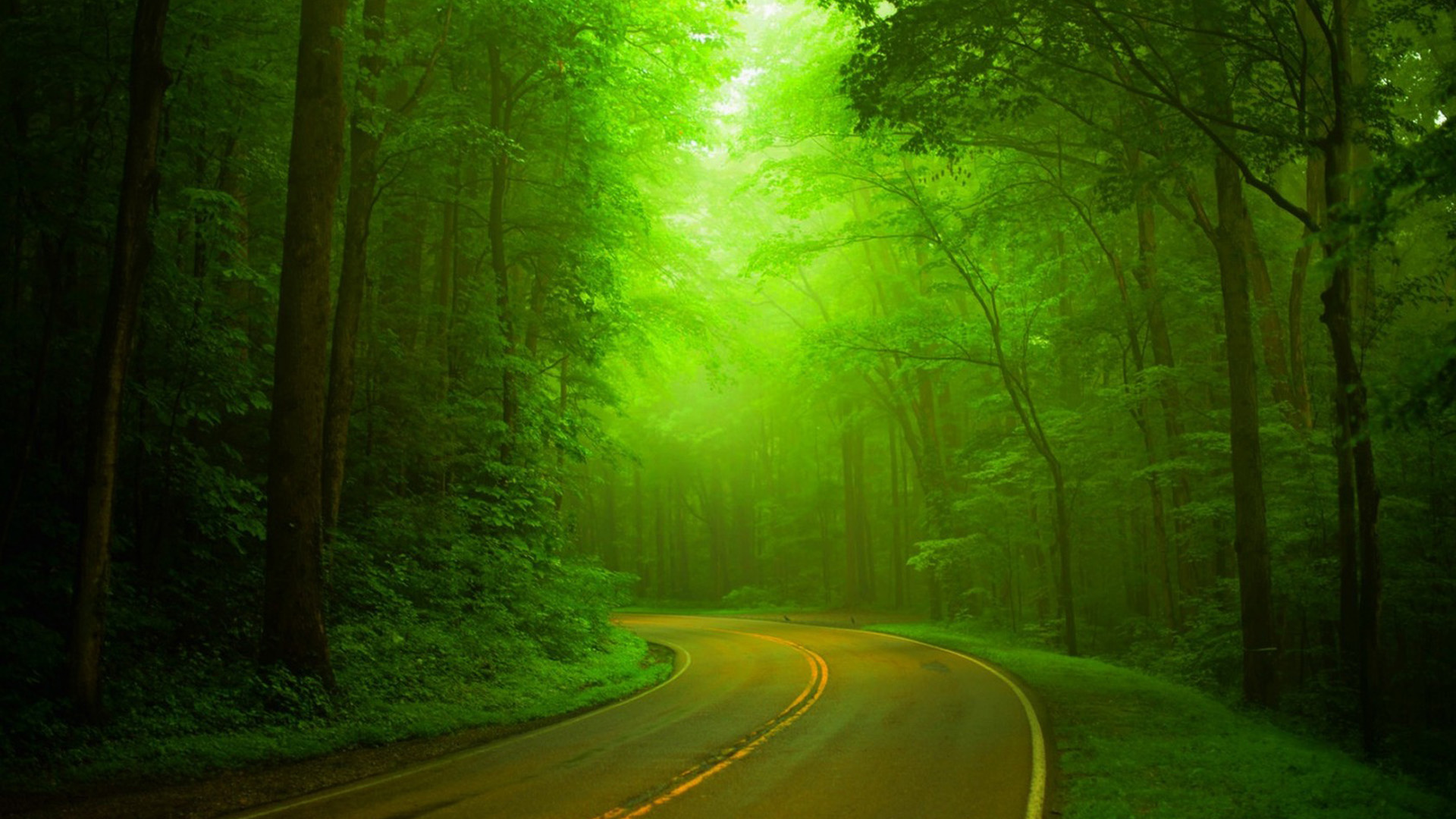 自然森林朦胧绿意，公路穿越林间，高清绿色风景壁纸免费下载