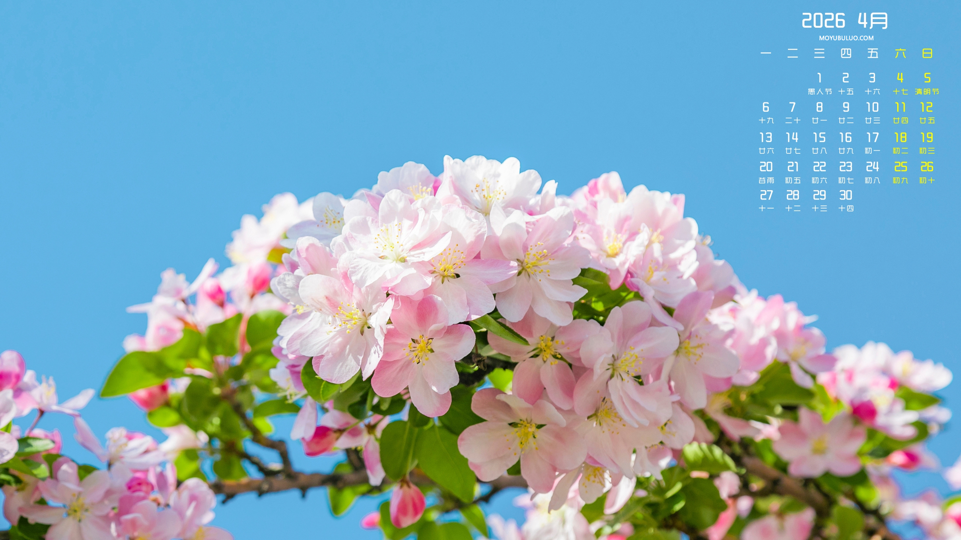 2026年4月海棠花电脑桌面日历壁纸免费下载