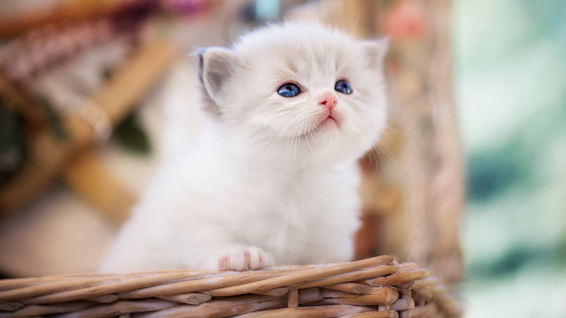白色小猫可爱桌面壁纸，精选动物主题，免费下载电脑背景