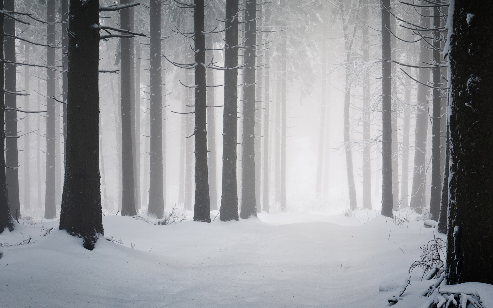 冬季森林雪景桌面壁纸，高清免费下载，装点你的电脑风景！