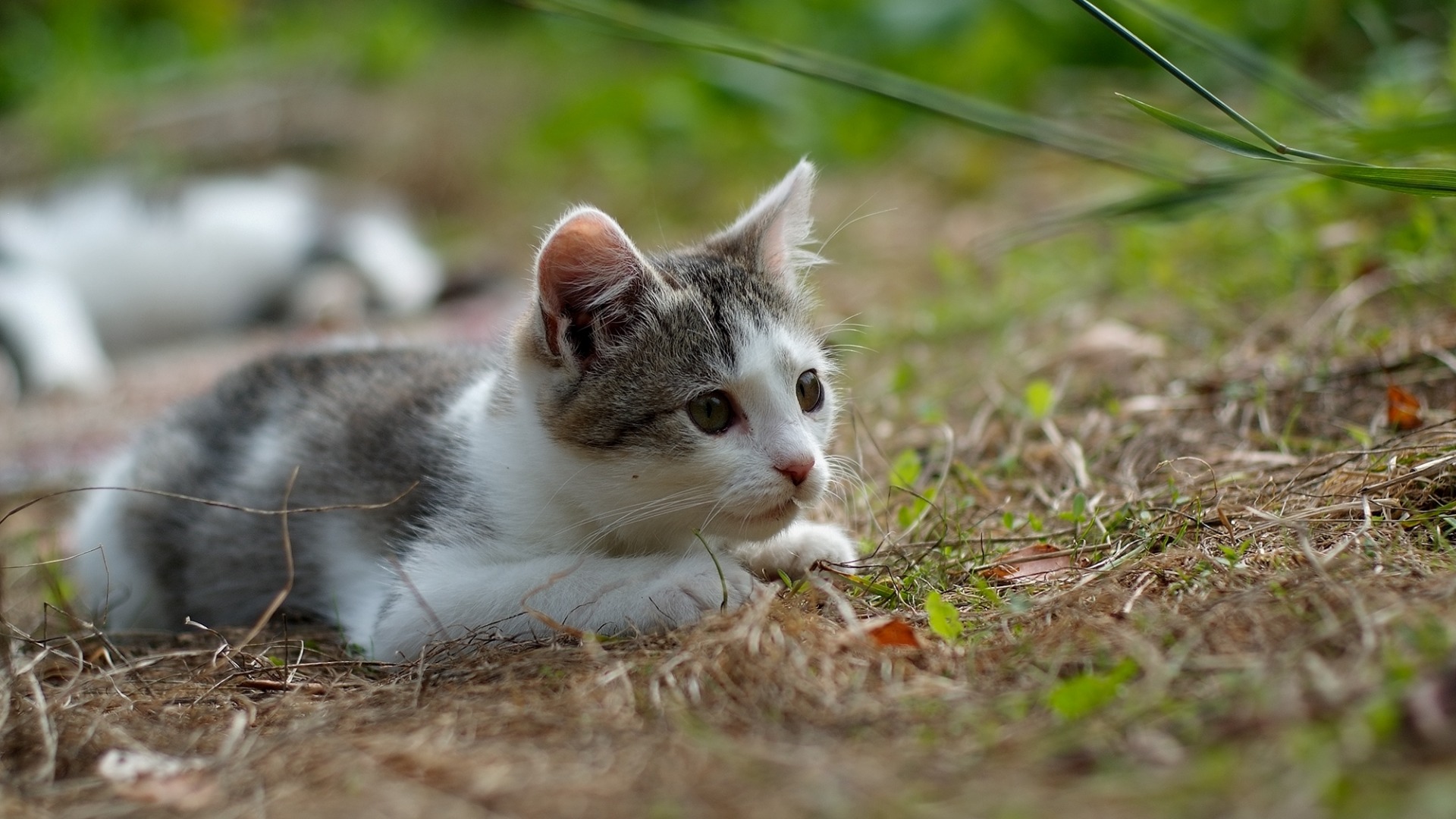草地上的狩猎小猫，精选可爱动物电脑壁纸，免费下载！