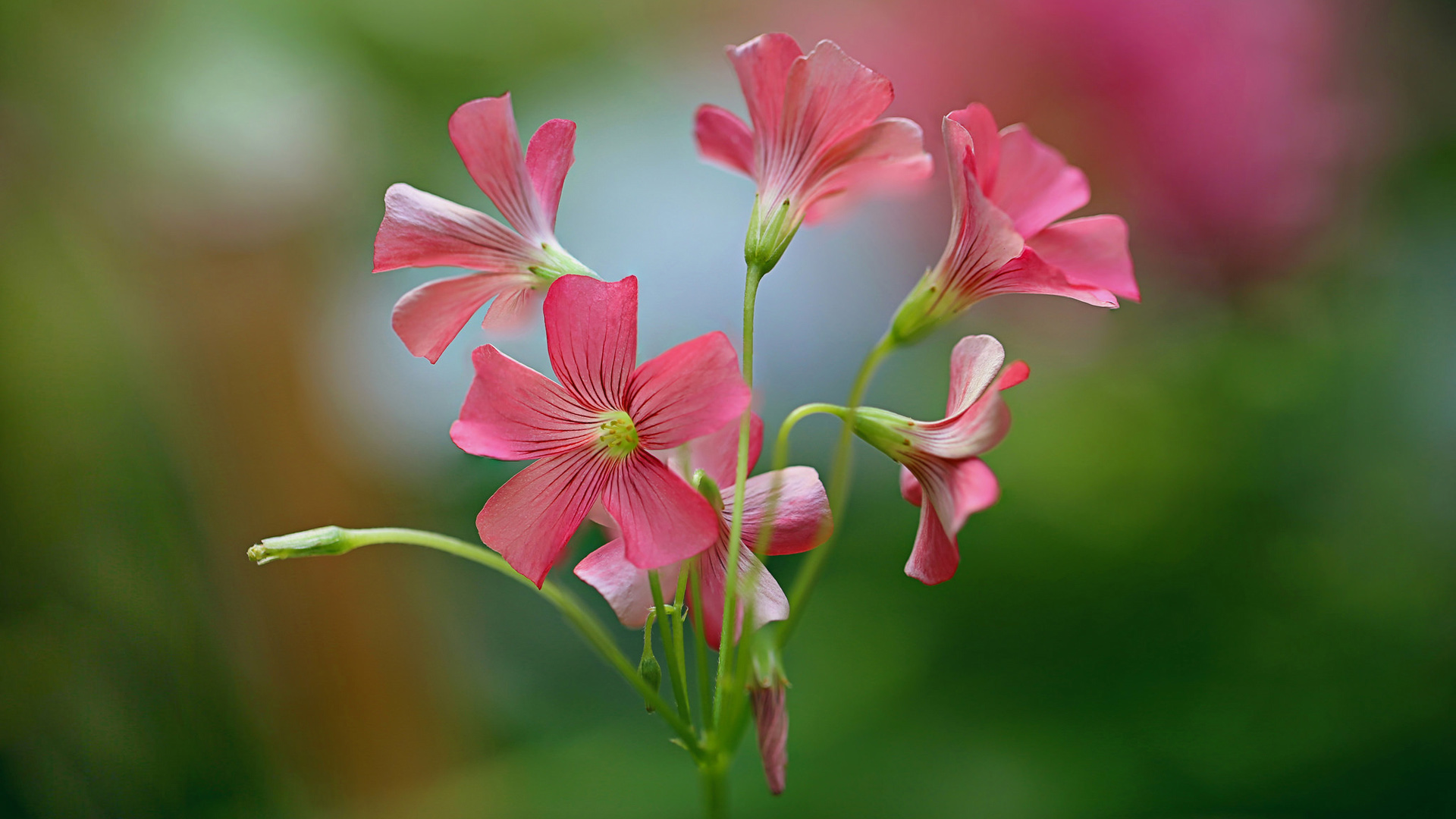粉色花瓣桌面壁纸