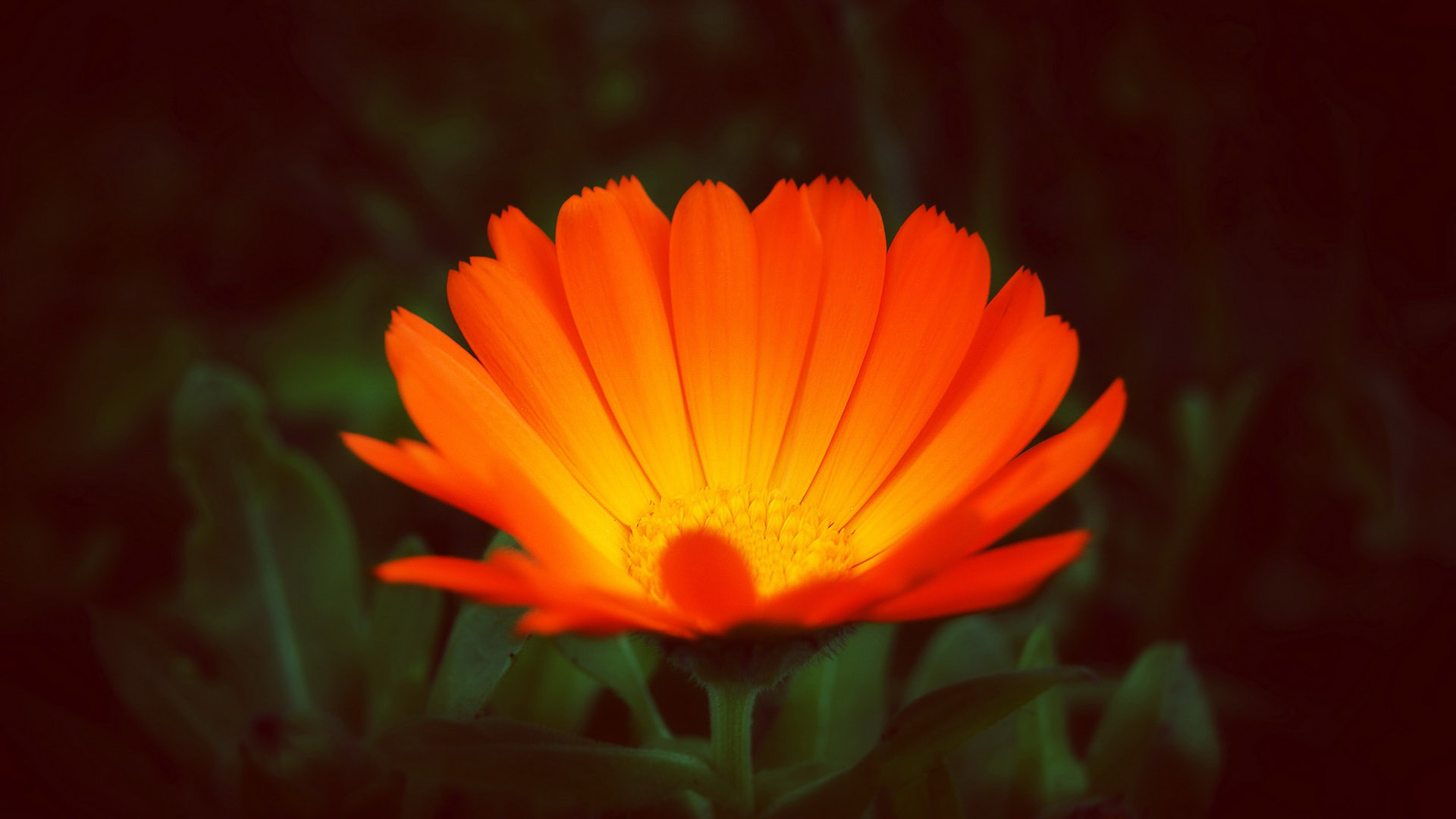 精美花卉壁纸，免费电脑壁纸下载