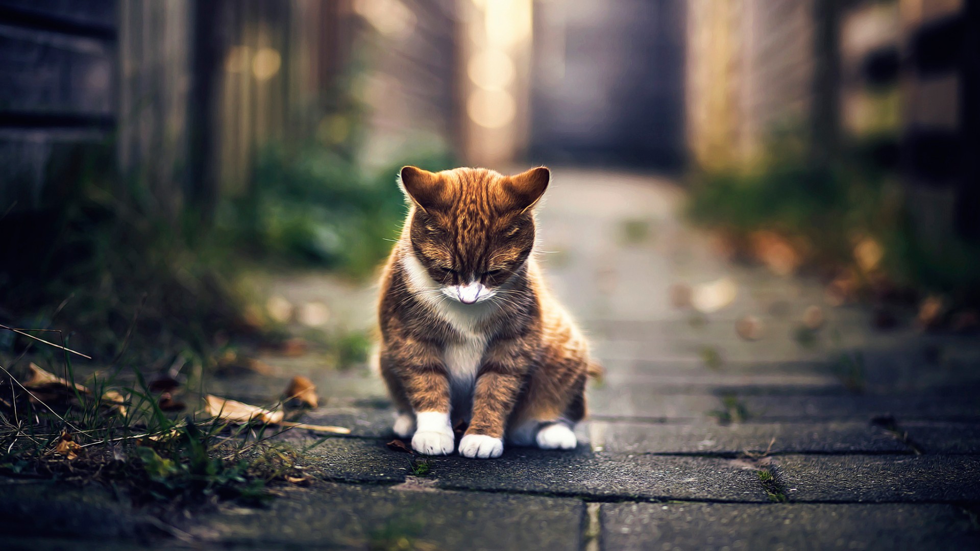 小猫坐着思考可爱电脑壁纸