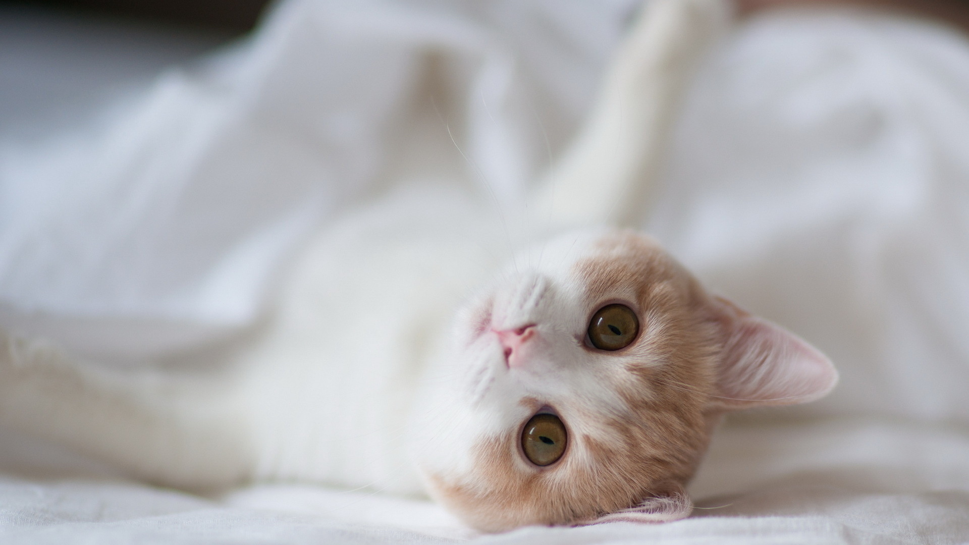 小猫卖萌装可爱，肚子朝上萌态百出！免费下载可爱动物壁纸，装点你的电脑桌面！