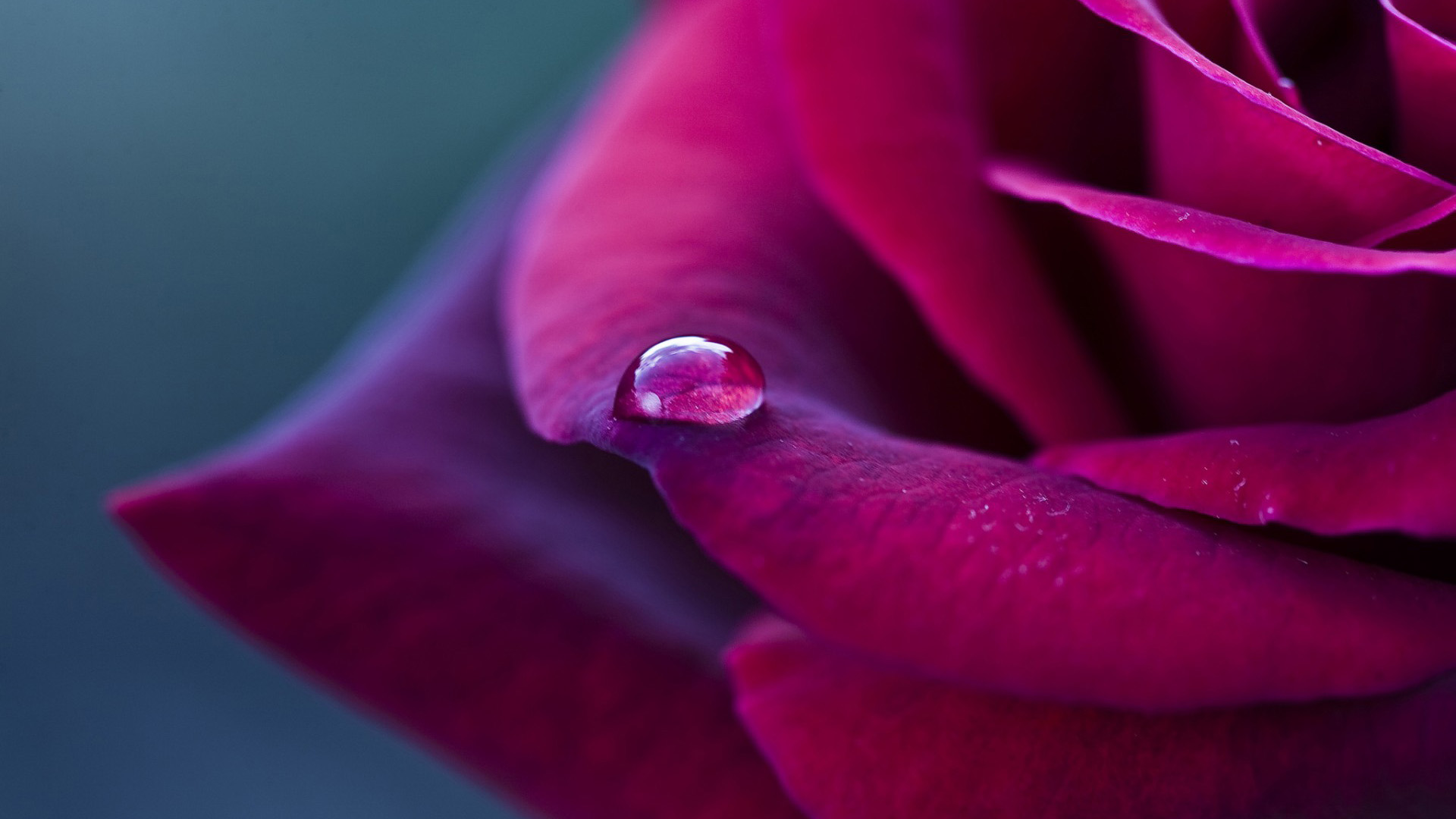 红色花瓣水珠高清桌面壁纸，花卉主题免费下载