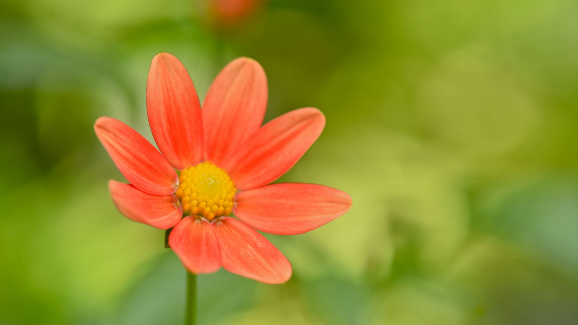 粉色小花，花瓣，自然，绿色背景，小花朵桌面壁纸