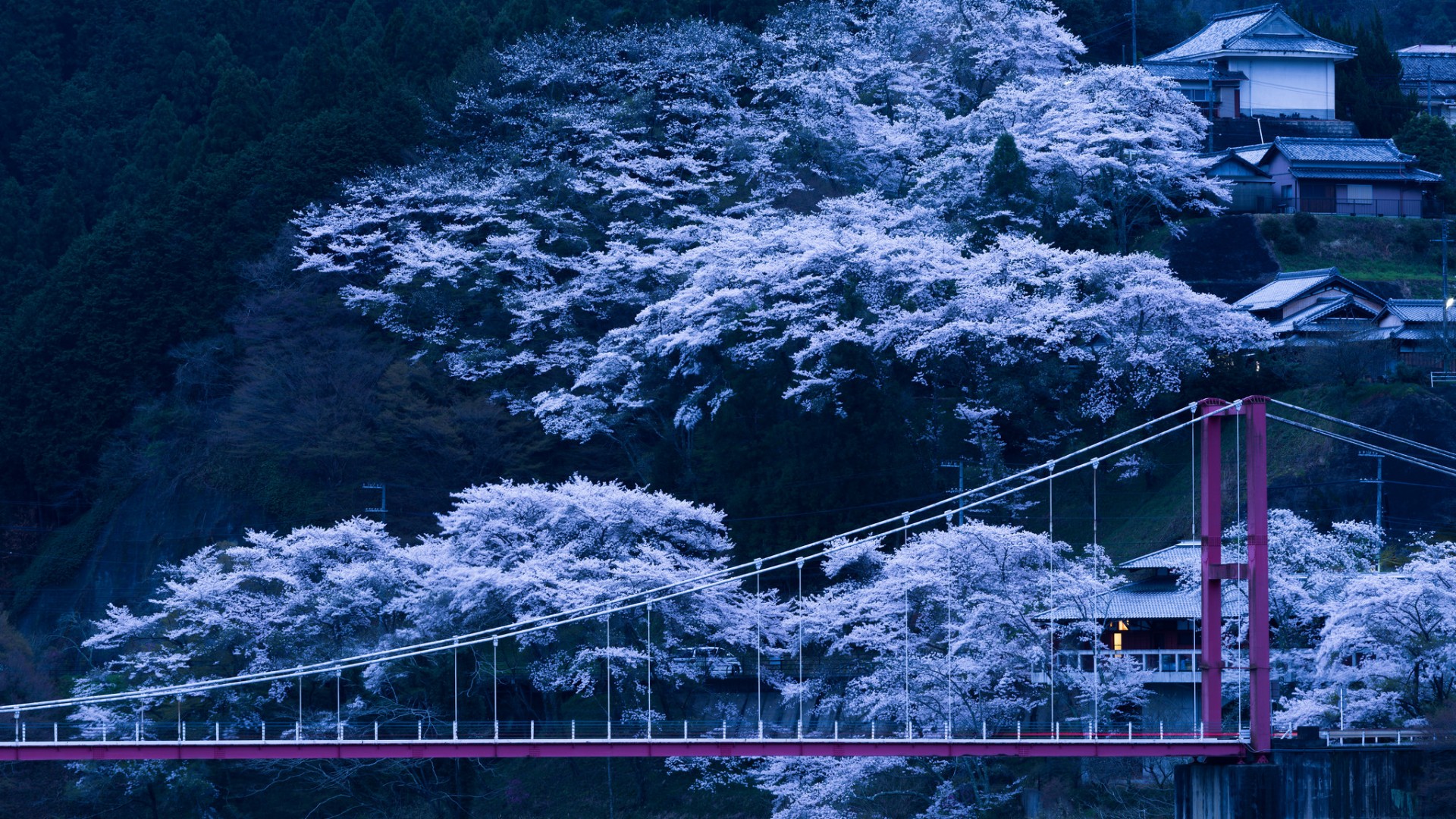 日本春季樱花桥梁坡度树木风光，免费高清桌面壁纸下载