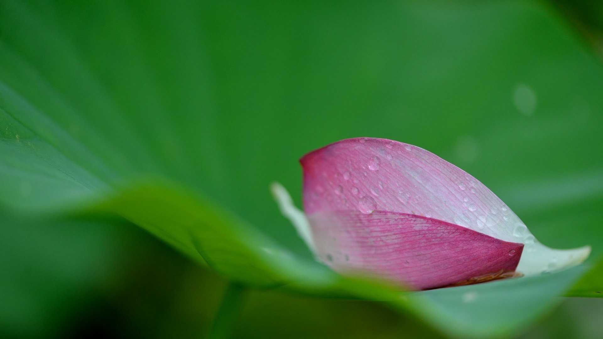 荷花叶瓣露珠壁纸，免费花卉电脑壁纸下载