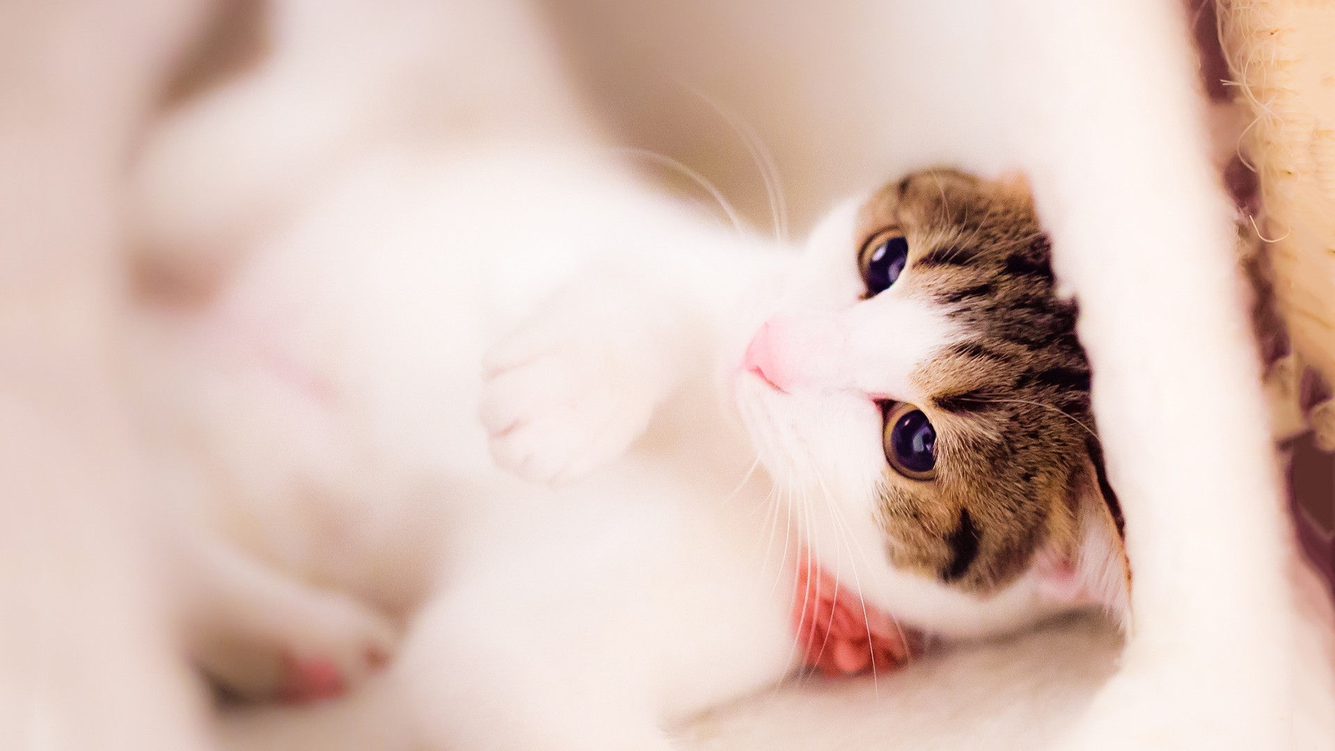 可爱猫神猫猫桌面壁纸