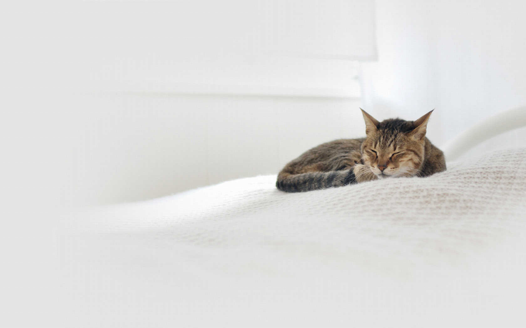 猫咪甜睡高清壁纸，免费动物电脑壁纸下载