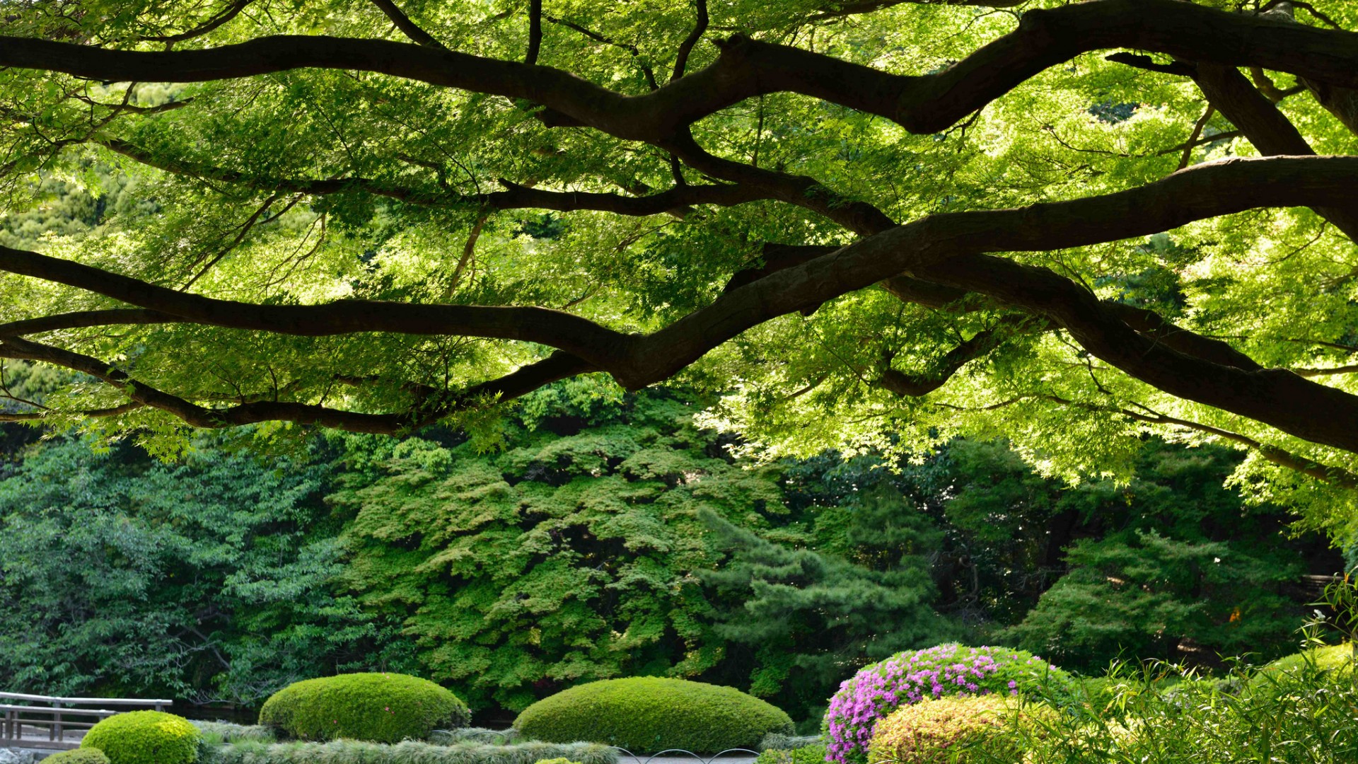 新宿御苑美景，免费下载日本东京风景桌面壁纸，装点你的电脑桌面